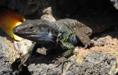 Gallotia galloti galloti