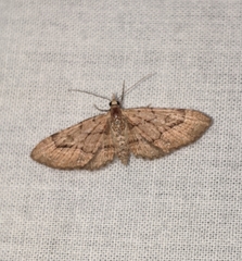Eupithecia unicolor