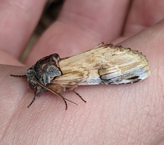 Ianassa pallida