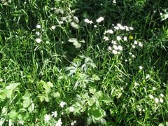 Ranunculus platanifolius
