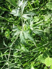 Ranunculus platanifolius