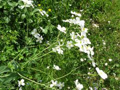 Ranunculus platanifolius
