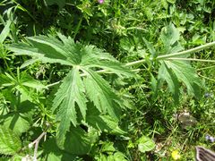 Ranunculus platanifolius