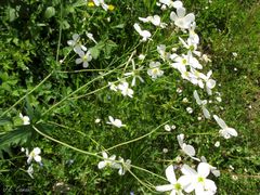 Ranunculus platanifolius