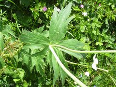 Ranunculus platanifolius