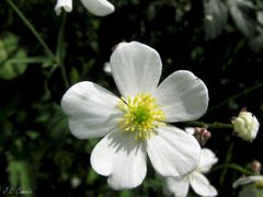 Ranunculus platanifolius