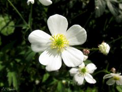 Ranunculus platanifolius
