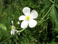 Ranunculus platanifolius
