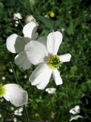 Ranunculus platanifolius