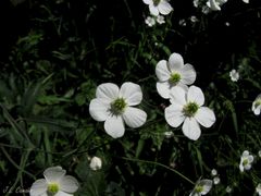 Ranunculus platanifolius