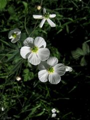 Ranunculus platanifolius