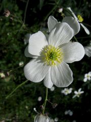 Ranunculus platanifolius