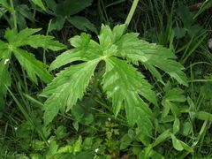 Ranunculus platanifolius