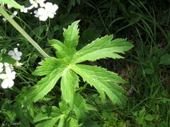 Ranunculus platanifolius