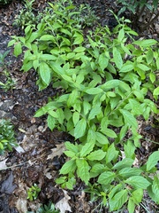 Hybanthus concolor