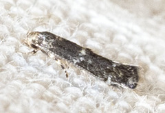 Elachista illectella
