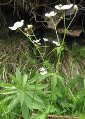 Ranunculus platanifolius