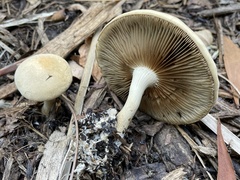 Agrocybe putaminum