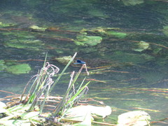 Calopteryx splendens
