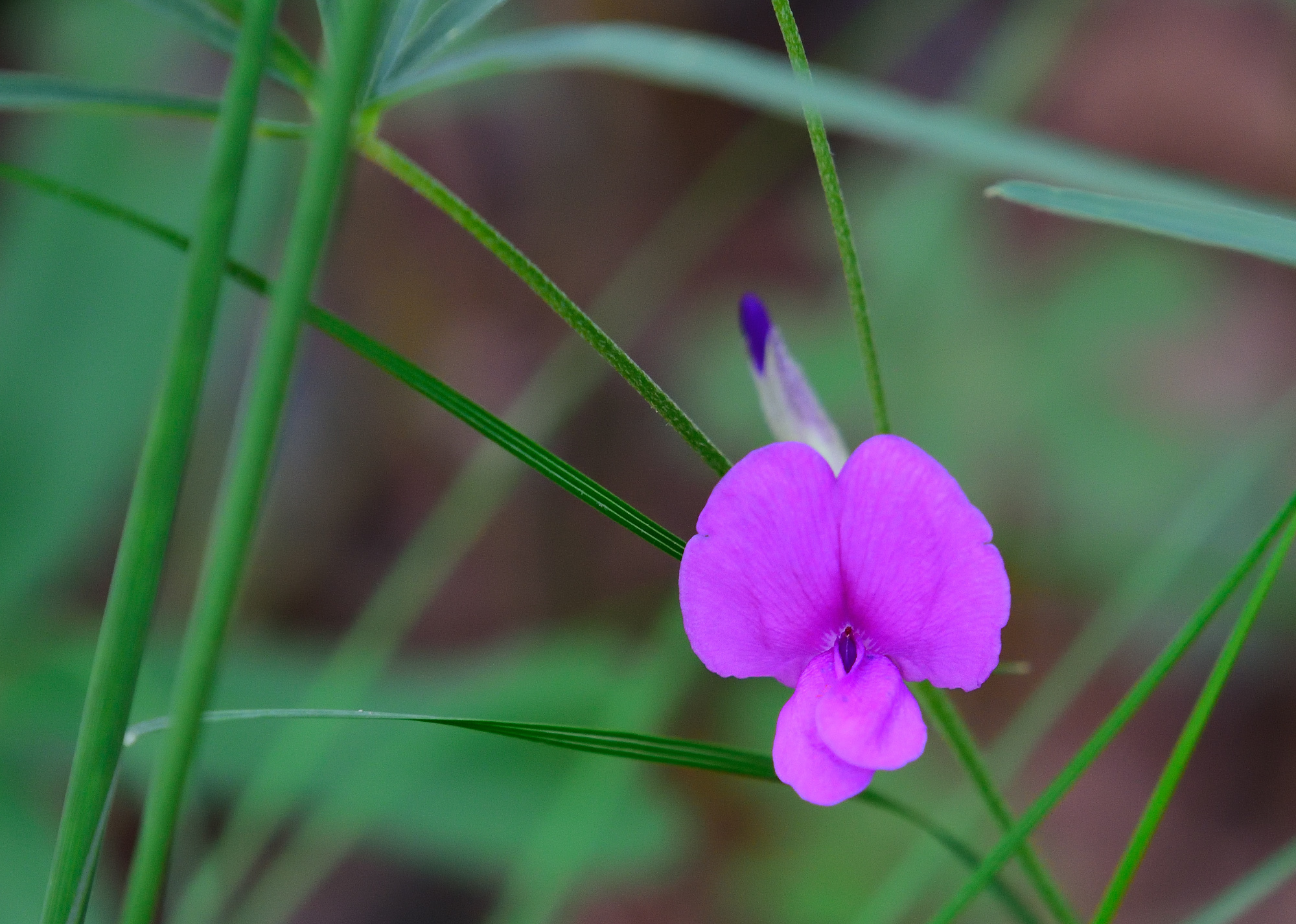 Cologania angustifolia