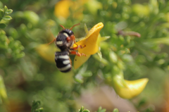 Notanthidium rudolphi