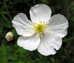 Ranunculus platanifolius