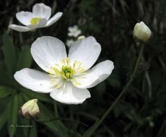 Ranunculus platanifolius