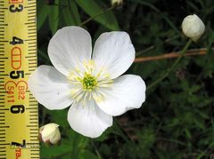Ranunculus platanifolius