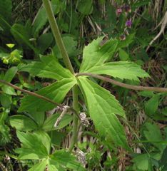 Ranunculus platanifolius
