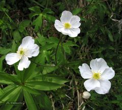 Ranunculus platanifolius