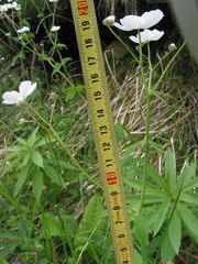 Ranunculus platanifolius