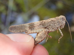 Oedipoda germanica germanica