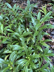 Sarcococca