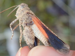 Oedipoda germanica germanica