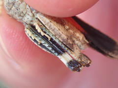 Oedipoda germanica germanica