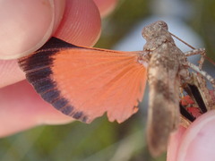 Oedipoda germanica germanica