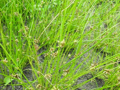 Cyperus pannonicus