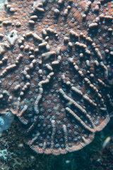 Mycetophyllia