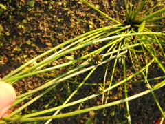 Cyperus pannonicus