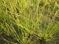 Cyperus pannonicus