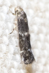 Elachista illectella