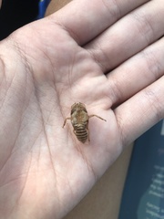 Neocicada hieroglyphica