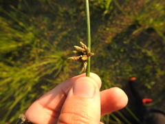 Cyperus pannonicus