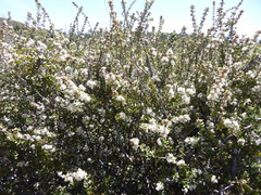 Ceanothus perplexans