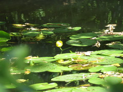 Nuphar lutea