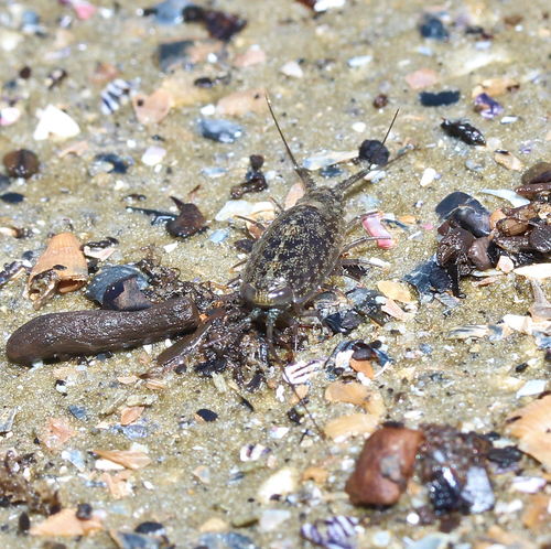 Wharf Louse photo 5