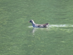 Gallinula chloropus