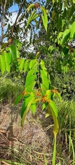 Vismia guianensis