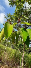 Vismia guianensis