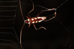 Eburia decemmaculata